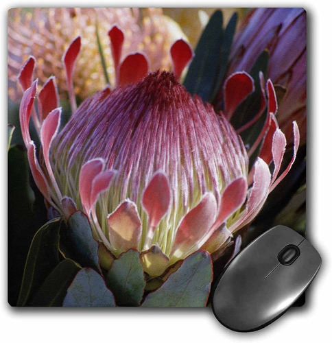 3drose Llc 8 x 8 x 0.25 inches Mouse Pad, Protea Flor Hal