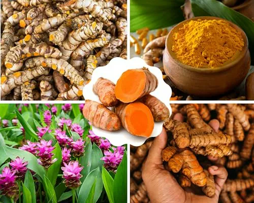 1 Libra De Raíces Frescas De Cúrcuma Rizomas De Cúrcuma Dora