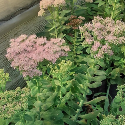 Hylotelephium Spectabile Telefío, Sedum De Otoño 3lts