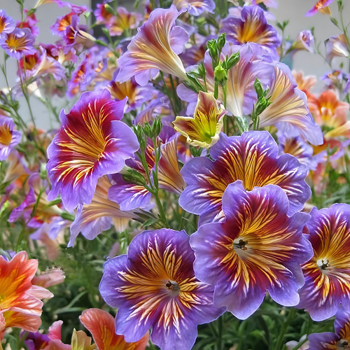 Mesay Chilean Morning Glory Seeds - 200 Semillas De Colores