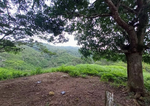 Imagen 19 de 30 de Vendo Finca En Tocuyito Vía Cachinche ( Dt )