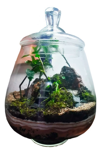 Terrario  Zen Mega Xl  Microambiente Musgario