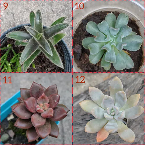 Suculentas Y Cactus Barinas