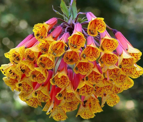 Semente Lírio Colombiano Flor Rara Bomarea P/ Mudas E Jardim