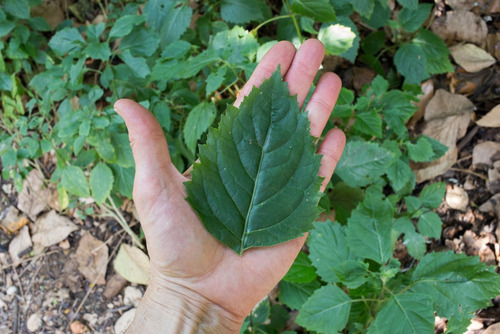Imagem 2 de 2 de Muda De Patchouli Verdadeiro - Pogostemon Cablin