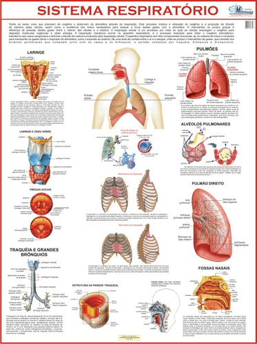 Mapa Gigante Do Sistema Respiratório Humano - Livro Para Estudos De Medicina E Enfermagem - Pneumologia Pulmões Bronquios Traquéia Laringe Fossas Nasais - Tamanho 120x90cm Dobrado - Equipe Multivendas
