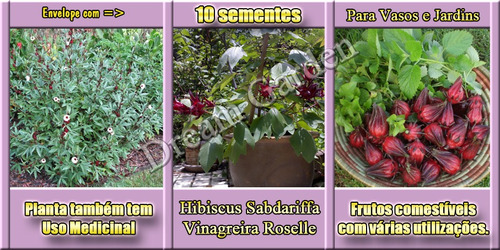 Imagem 2 de 8 de Groselha / Hibiscus Roselle Vinagreira -- Sementes P/ Mudas