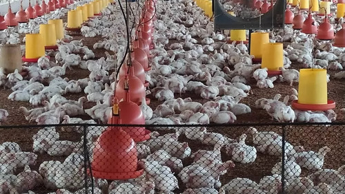 Venta Granja Integral Productiva Avicola Ganadera Y Minera Tinaquillo Edo. Cojedes Negociable Con Financiamiento Jm