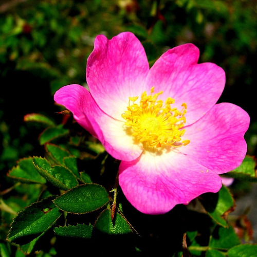 Semillas Rosa Mosqueta (rosa Eglanteria)