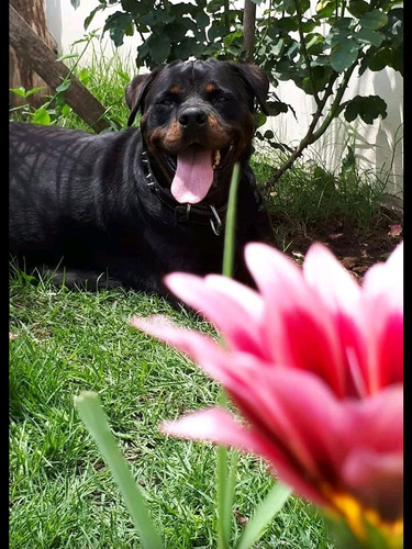 Rottweiler Cachorras Hembritas