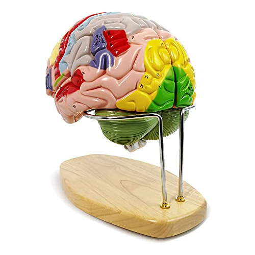 2023 Newest Human Brain Model For Neuroscience Teaching...