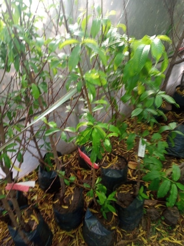 Durazno Amarillo Injertado 1.5 Ideal Maceta E.amba
