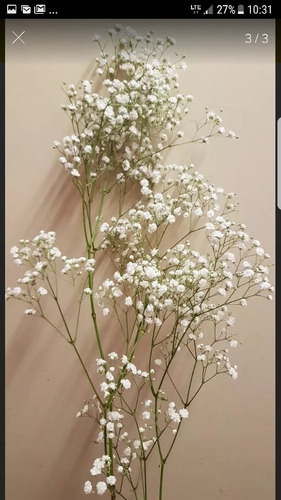 Imagen 3 de 5 de Floreria Vara De Flores De Ilusion