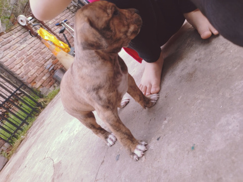 Cachorros Pitbull American Bully 