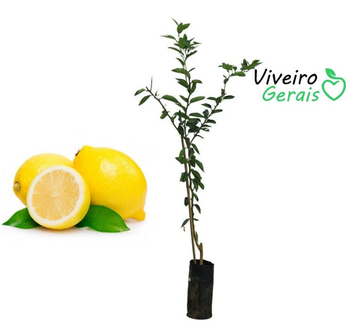 Imagem 1 de 5 de Muda De Limão Siciliano Pronta Para Produzir - Promoção