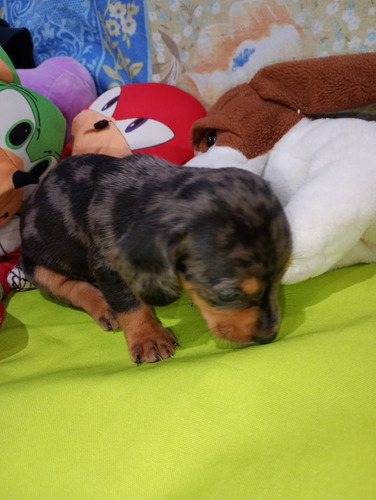 Cachorros Salchicha Dachshund Arlequín Plata.