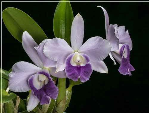 Orquídea Lc Mini Purple  Blue Pacific  No Cachepô Adulta