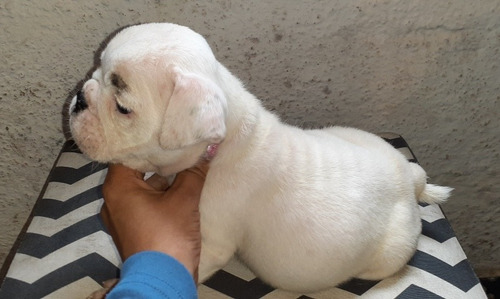 Imagen 4 de 6 de Bulldog Ingles Cachorros