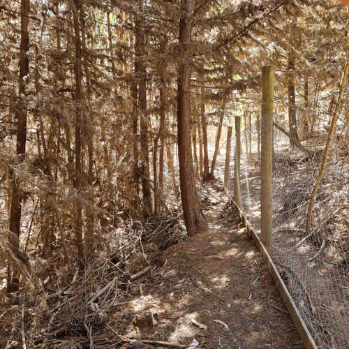 Bosque De Cipres En Zona Urbana