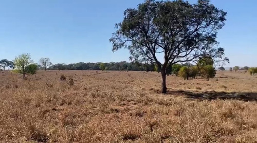Imagem 7 de 14 de Fazenda De Grande Extensão Dupla Aptidão Para Venda Na Região De Campo Grande-ms, Com 4.742 Hectares, Montada Pecuária, Rica Em Agua, Pista Pouso - Fa00399 - 70075944
