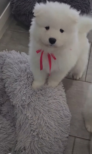 Samoyedo Blanco ...