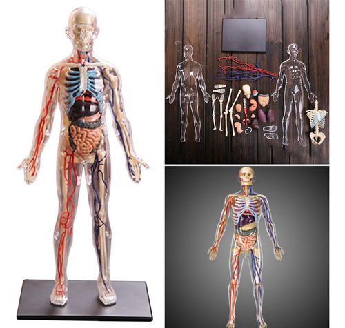 Cuerpo Humano Interactivo De Anatomía Completa Modelo De
