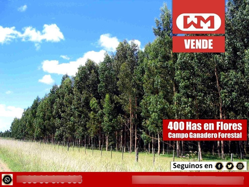 Venta Campo Flores 400 Has Ganadero Forestal + Renta