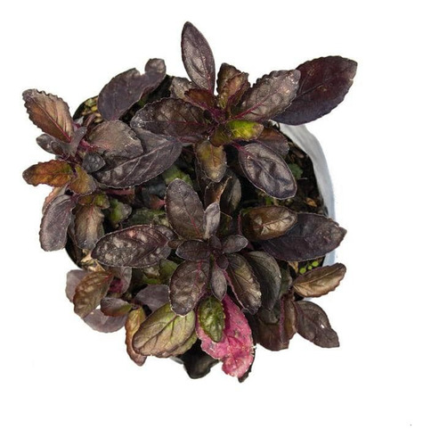 Pack De 10 Ajuga Morada Cubresuelo Reptans Consuelda