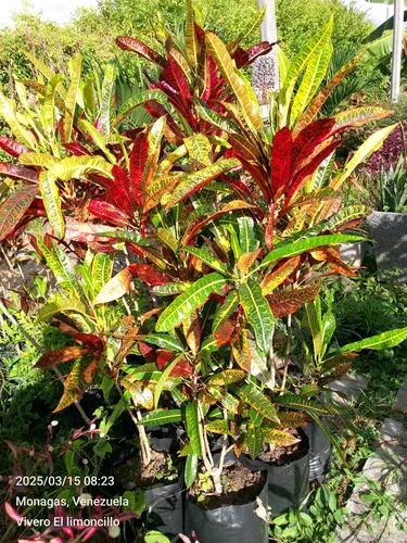 Plantas De Croton O Crotos