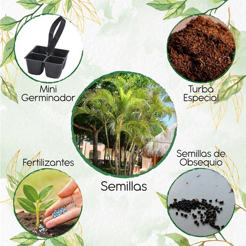 15 Semillas De Palma Areca + Mini Kit De Germinación