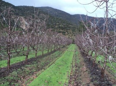 Campo En Las Cabras, Para Cereza Temprana