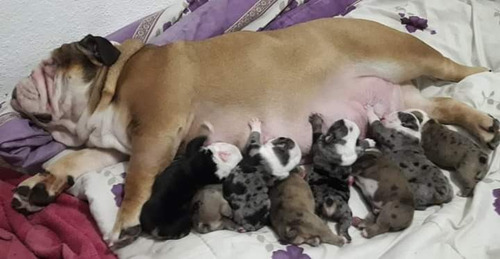 Bulldog Inglés Exótico Black Tri Merle Servicio De Stud
