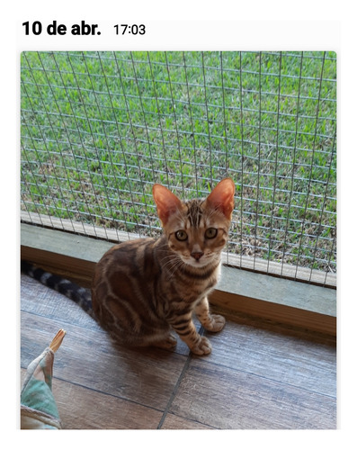 Filhotes De Gatos Bengals Importados