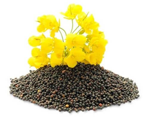 5 Kg De Semillas Colza Canola Para Cultivar