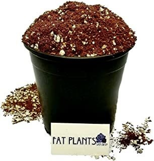 Fat Plants San Diego Cacti Premium Y Suelo Suculento Con Nut