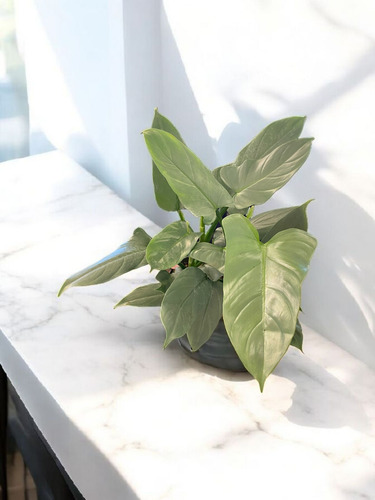 Filodendro Plateado. Philodendron Hastatum. Silver Sword