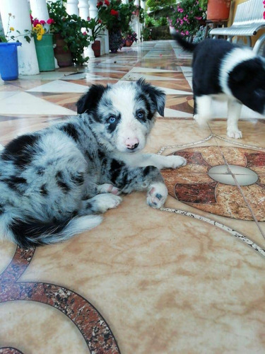 Cachorros Border Collie Blue Merle