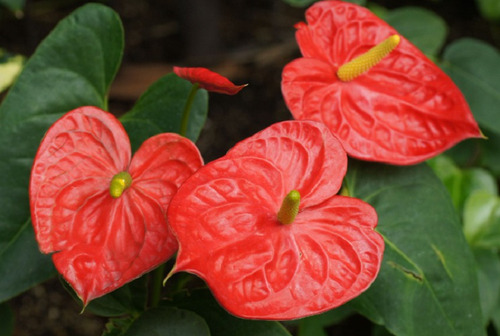 30 Semillas De Anthurium Rojo + Instructivo