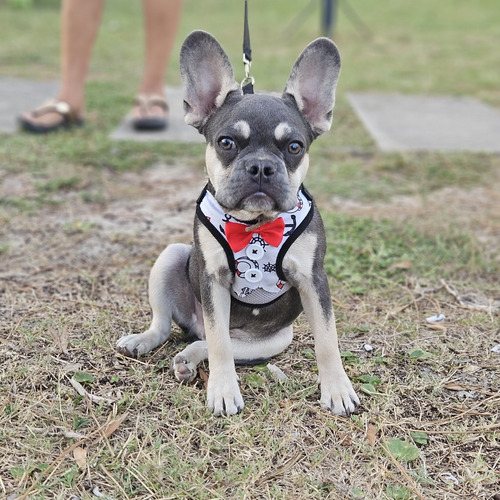 Bulldog Frances Macho Para Monta