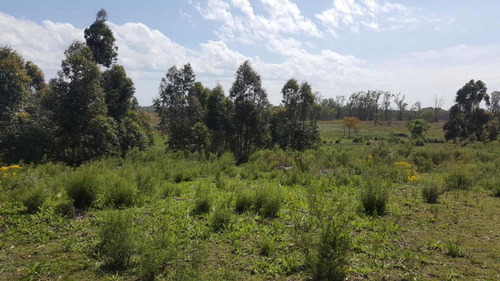 Imagen 10 de 12 de Chacra 10 Ha En El Pinar