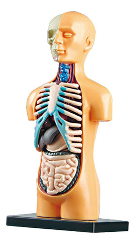 Cuerpo Humano Torso Modelo Realista Juguetes Educativos Kits