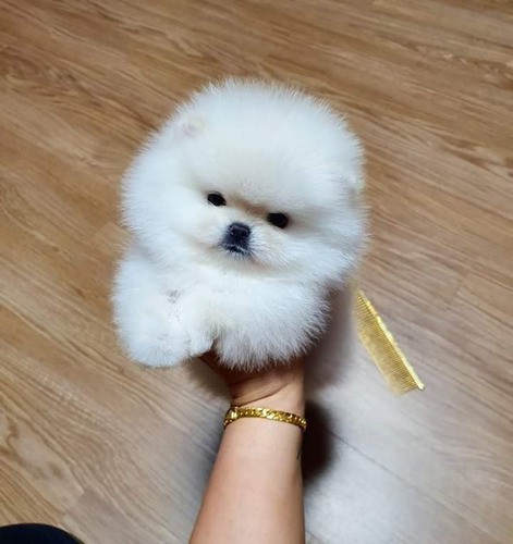 Spitz Alemão Anão