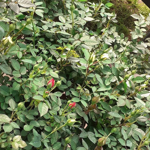 Rosa Rococo, Rosal Arbustivo M14