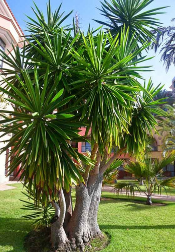 Yucca Pata De Elefante ( Elephantipes ) Gigantes !