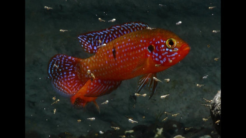 Imagen 9 de 10 de Combo De 8 Peces Africanos (agua Templada)