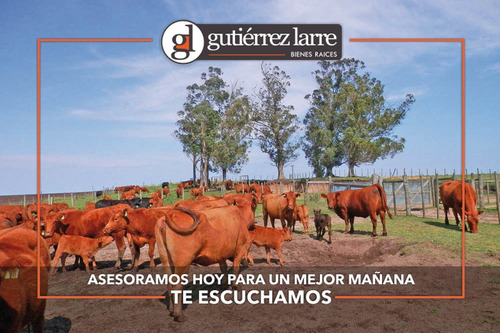 Campo 235 Ha, Rincón Del Pino, Precio Conveniente!