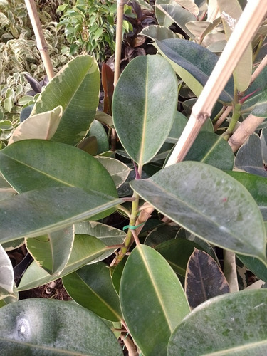 Ficus Elastica Variegado Gomero Planta De Interior Envíos