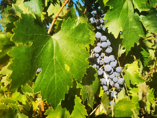 Parcelas Con Viñedos En Cauquenes