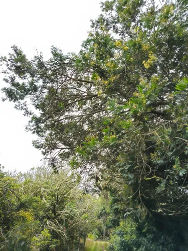 Proyecto Campestre
