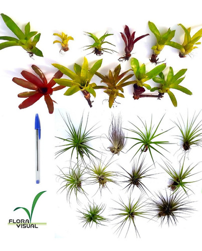 Combo 10 Bromélias + 10 Tillandsias Espécies Pequenas 12 Cm | Parcelamento  sem juros